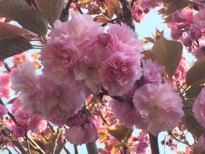 11165834_636488119784083_512708818_n